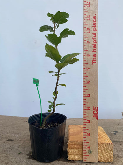 Sargent Crabapple in a 4" pot (MR4-17)