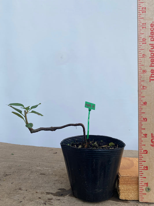 Sargent Crabapple in a 4" pot (MR4-18)