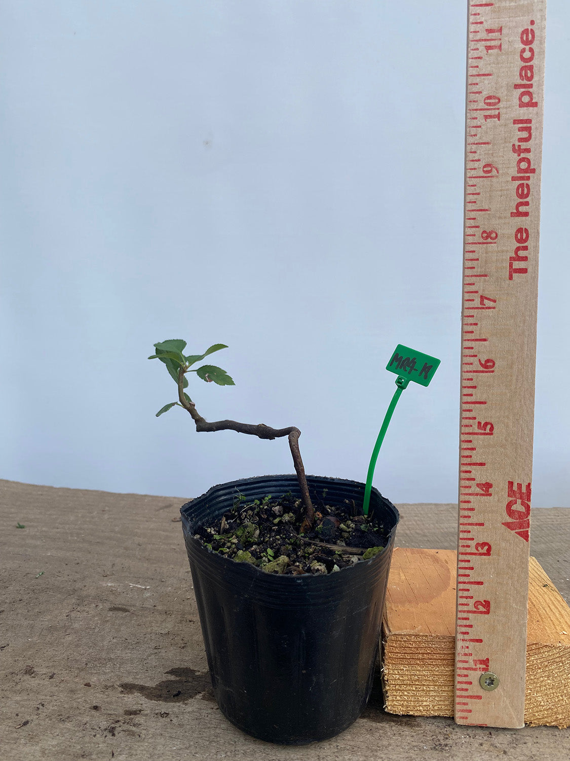 Sargent Crabapple in a 4" pot (MR4-18)