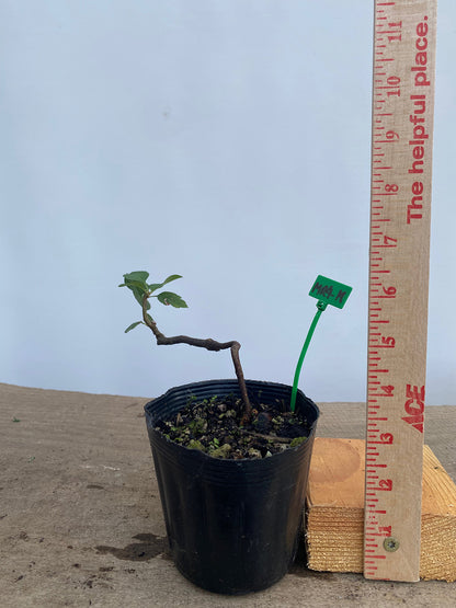 Sargent Crabapple in a 4" pot (MR4-18)