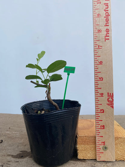 Sargent Crabapple in a 4" pot (MR4-19)