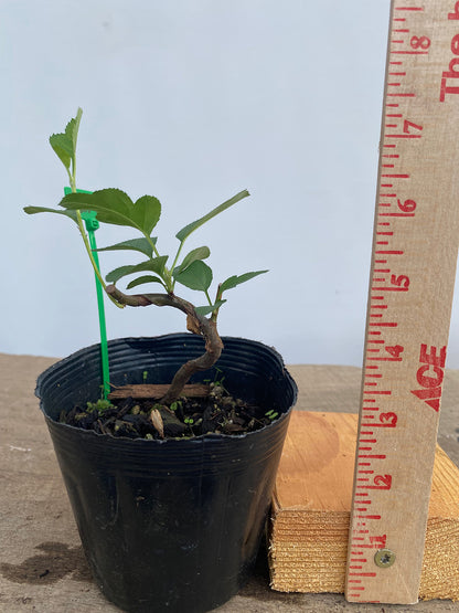Sargent Crabapple in a 4" pot (MR4-19)