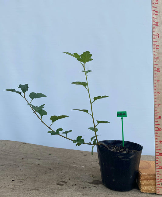 Sargent Crabapple in a 4" pot (MR4-20)