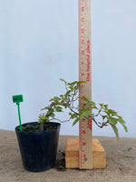 Zumi Crabapple in a 4" pot (ZU4-01)