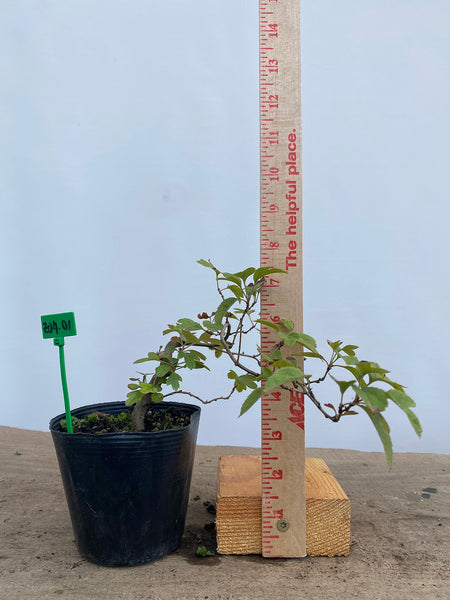 Zumi Crabapple in a 4" pot (ZU4-01)