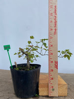 Zumi Crabapple in a 4" pot (ZU4-01)