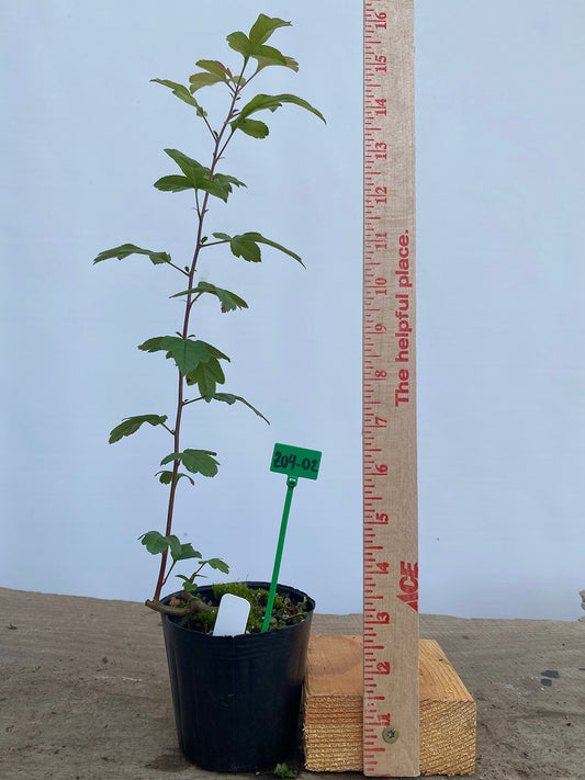Zumi Crabapple in a 4" pot (ZU4-02)