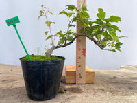 Zumi Crabapple in a 4" pot (ZU4-03)