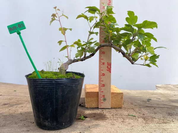 Zumi Crabapple in a 4" pot (ZU4-03)