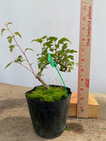 Zumi Crabapple in a 4" pot (ZU4-03)