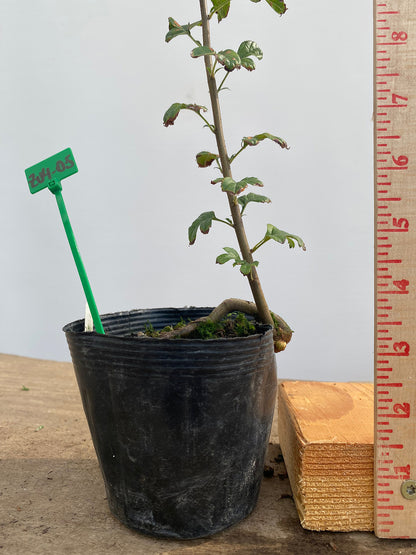 Zumi Crabapple in a 4" pot (ZU4-05)