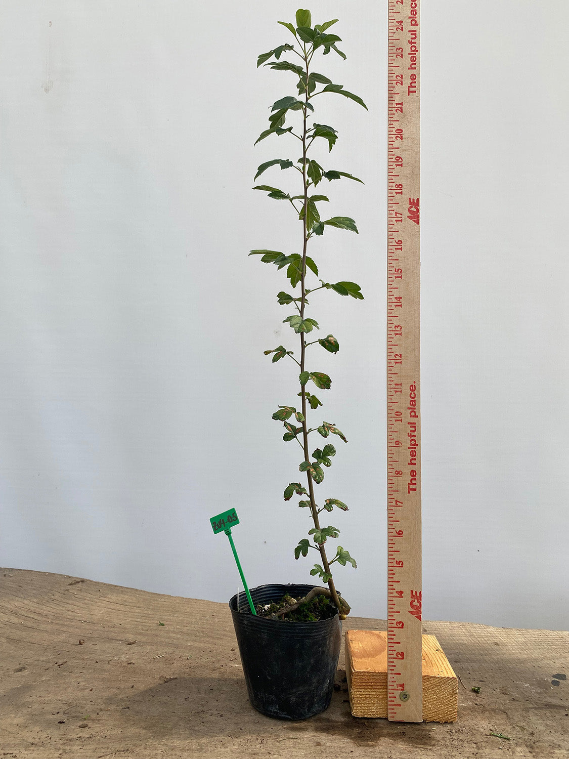 Zumi Crabapple in a 4" pot (ZU4-05)