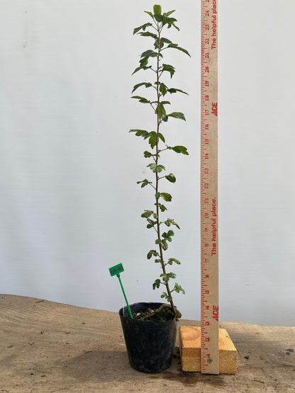 Zumi Crabapple in a 4" pot (ZU4-05)