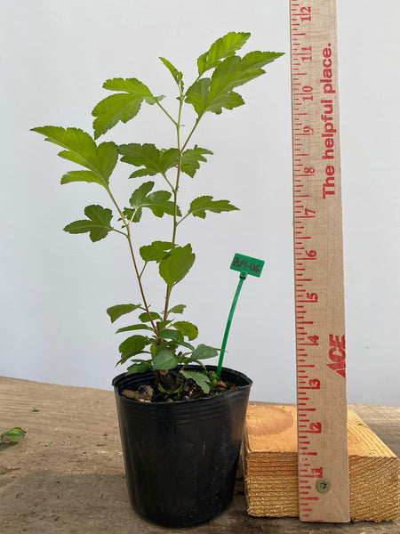 Zumi Crabapple in a 4" pot (ZU4-06)