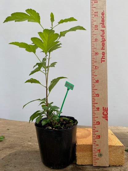 Zumi Crabapple in a 4" pot (ZU4-06)