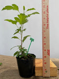Zumi Crabapple in a 4" pot (ZU4-06)