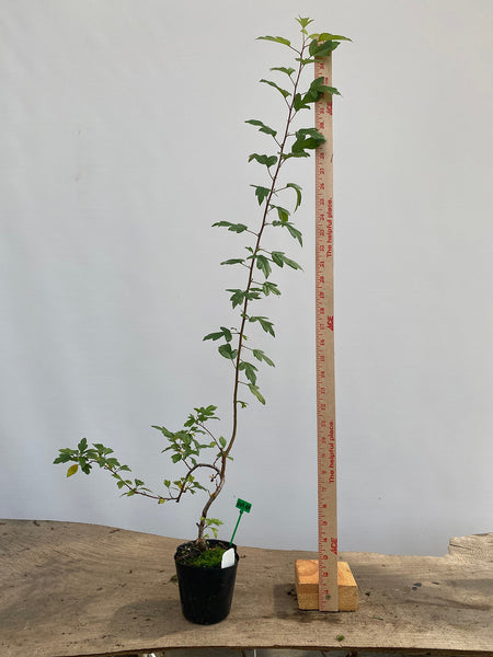 Zumi Crabapple in a 4" pot (ZU4-04)
