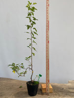Zumi Crabapple in a 4" pot (ZU4-04)