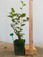 Zumi Crabapple in a 4" pot (ZU4-07)