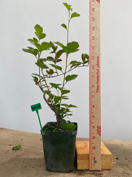 Zumi Crabapple in a 4" pot (ZU4-07)