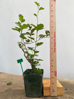 Zumi Crabapple in a 4" pot (ZU4-07)