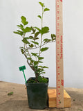 Zumi Crabapple in a 4" pot (ZU4-07)