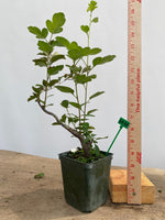 Zumi Crabapple in a 4" pot (ZU4-07)