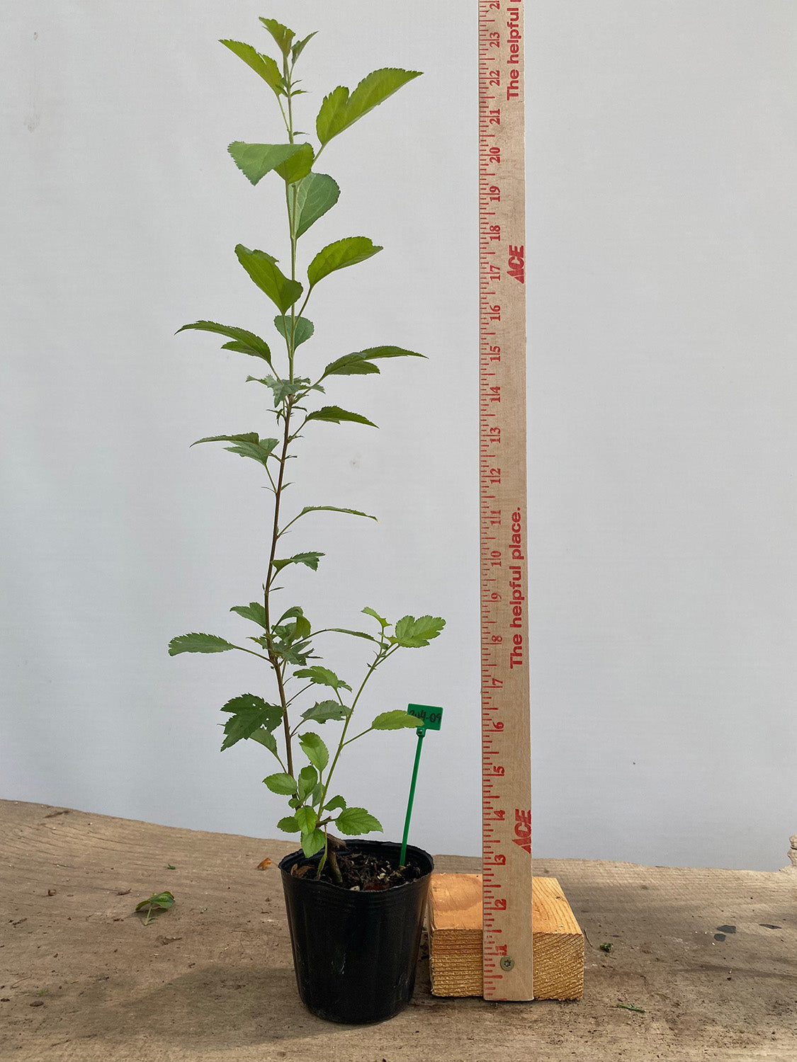 Zumi Crabapple in a 4" pot (ZU4-09)