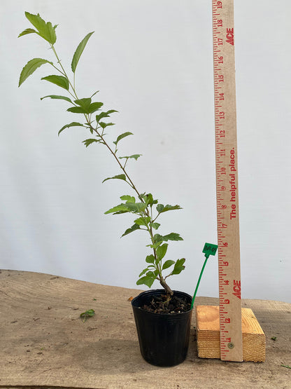 Zumi Crabapple in a 4" pot (ZU4-09)