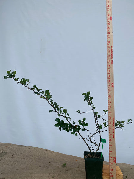Red Chojubai in a 4" pot (CS4-01)