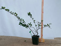 Red Chojubai in a 4" pot (CS4-01)
