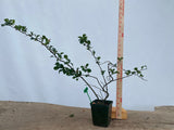 Red Chojubai in a 4" pot (CS4-01)
