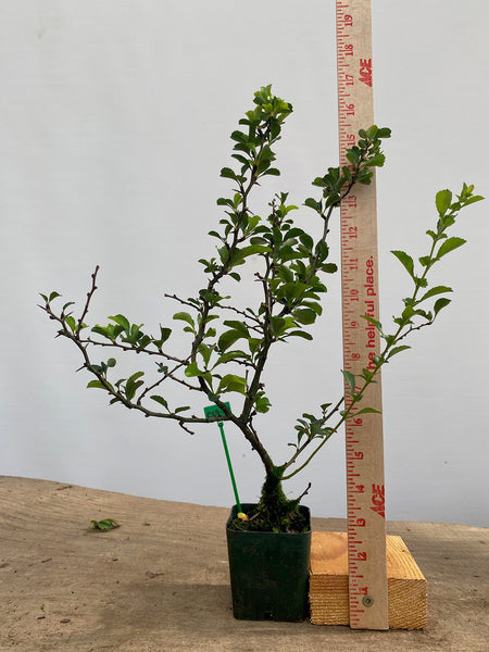 Red Chojubai in a 4" pot (CS4-02)