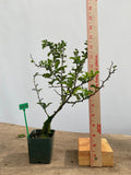 Red Chojubai in a 4" pot (CS4-02)