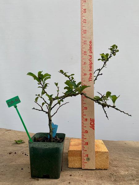 Red Chojubai in a 4" pot (CS4-03)