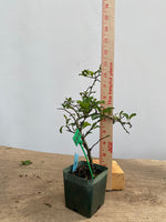 Red Chojubai in a 4" pot (CS4-03)