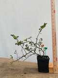 Red Chojubai in a 4" pot (CS4-04)