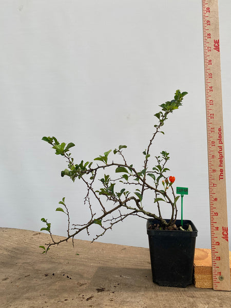 Red Chojubai in a 4" pot (CS4-04)