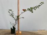 Red Chojubai in a 4" pot (CS4-05)