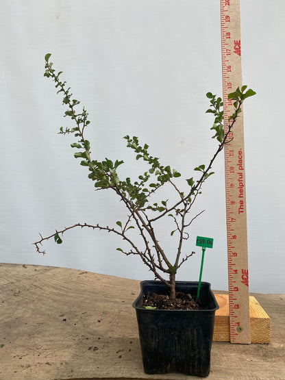 Red Chojubai in a 4" pot (CS4-06)