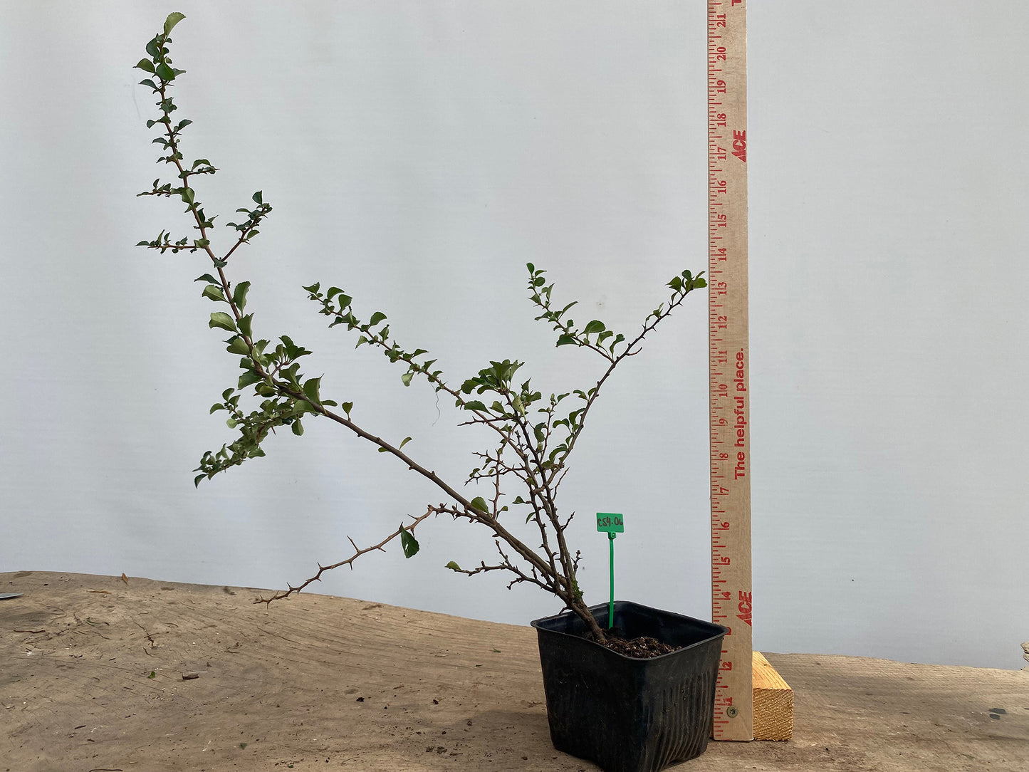 Red Chojubai in a 4" pot (CS4-06)