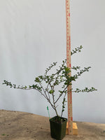Red Chojubai in a 4" pot (CS4-08)