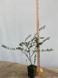 Red Chojubai in a 4" pot (CS4-08)