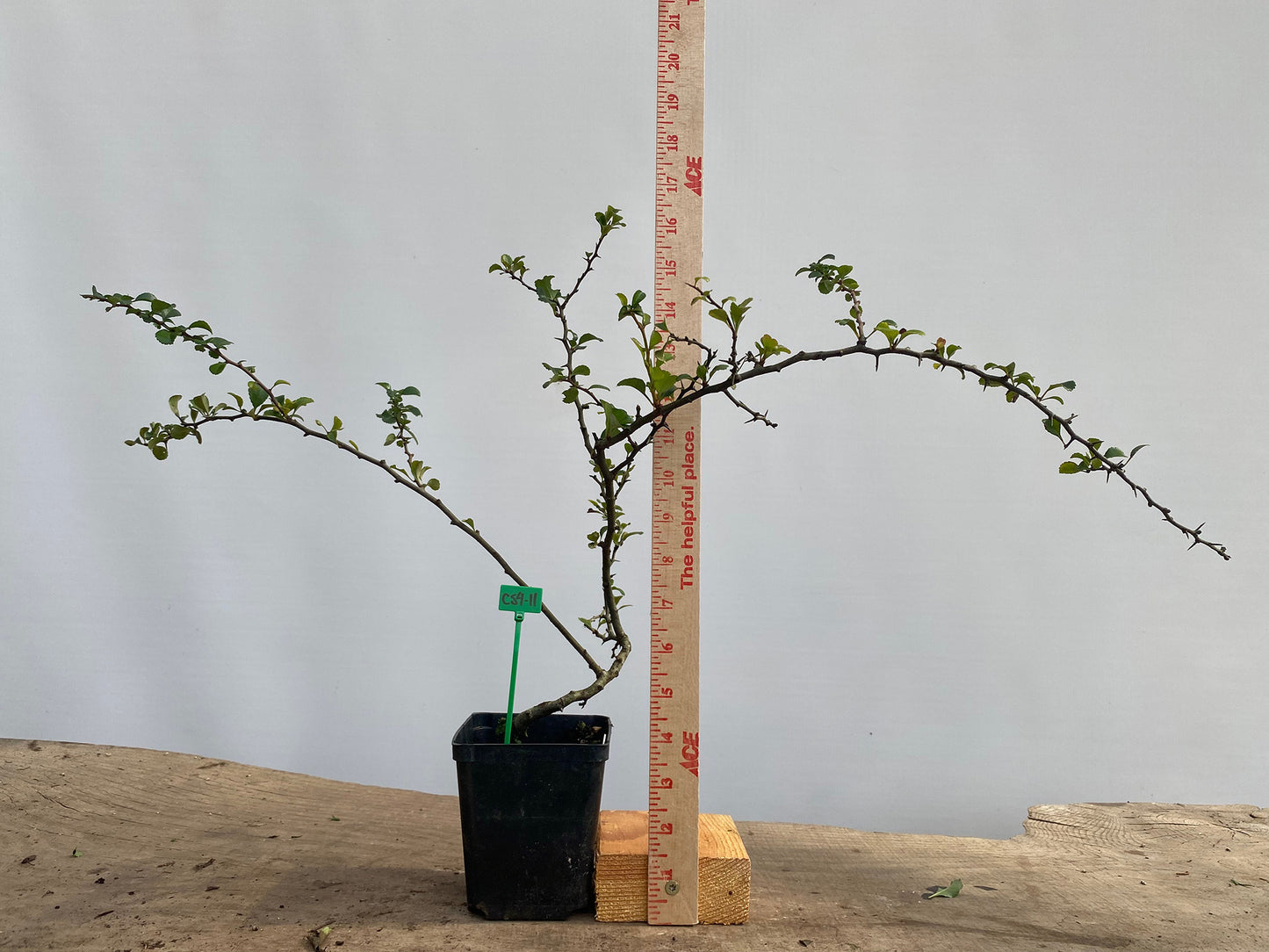 Red Chojubai in a 4" pot (CS4-11)