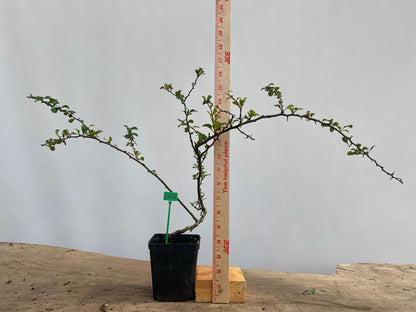 Red Chojubai in a 4" pot (CS4-11)