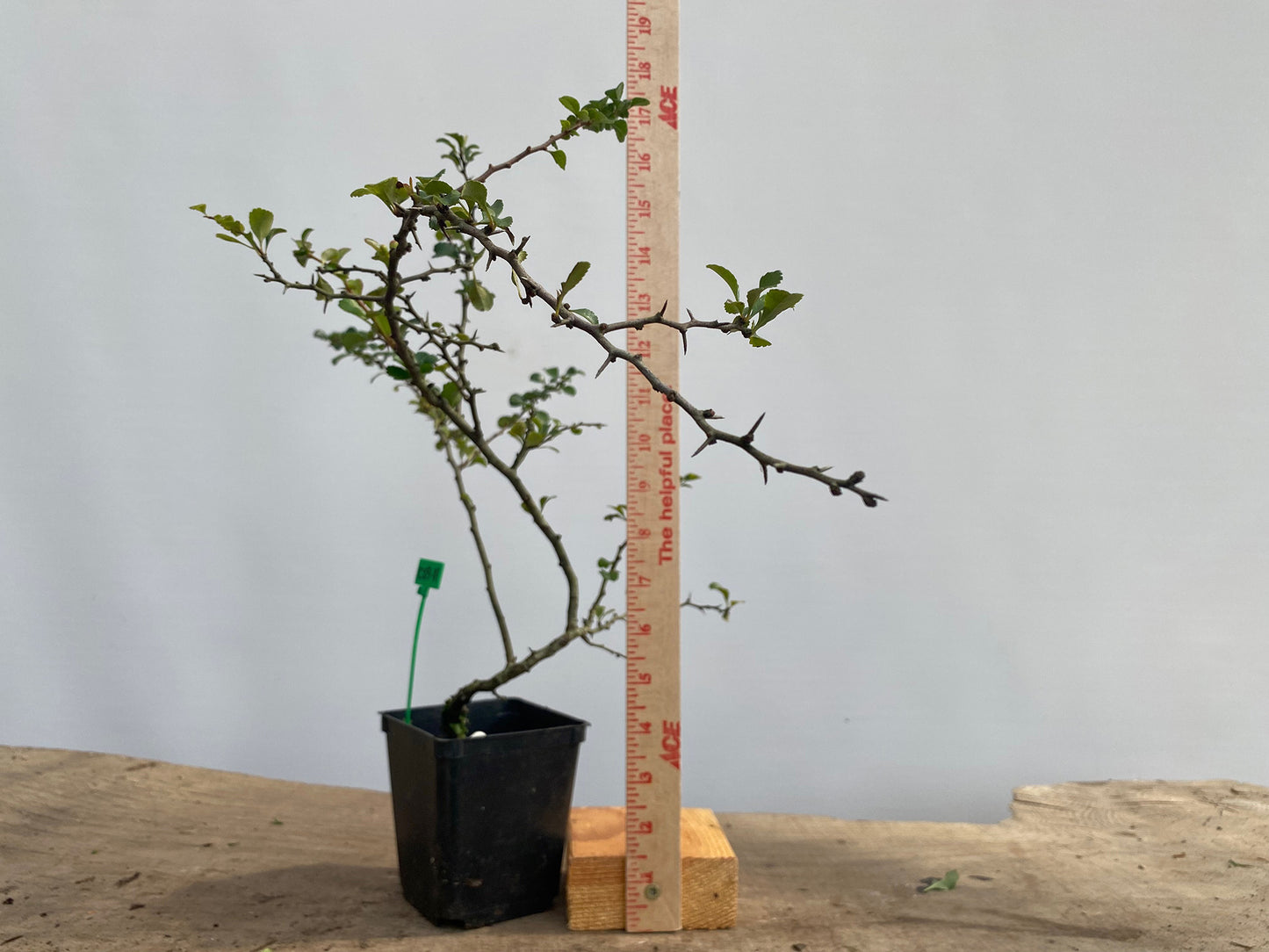 Red Chojubai in a 4" pot (CS4-11)