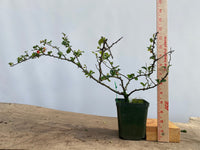 Red Chojubai in a 4" pot (CS4-14)