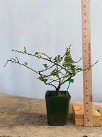 Red Chojubai in a 4" pot (CS4-14)