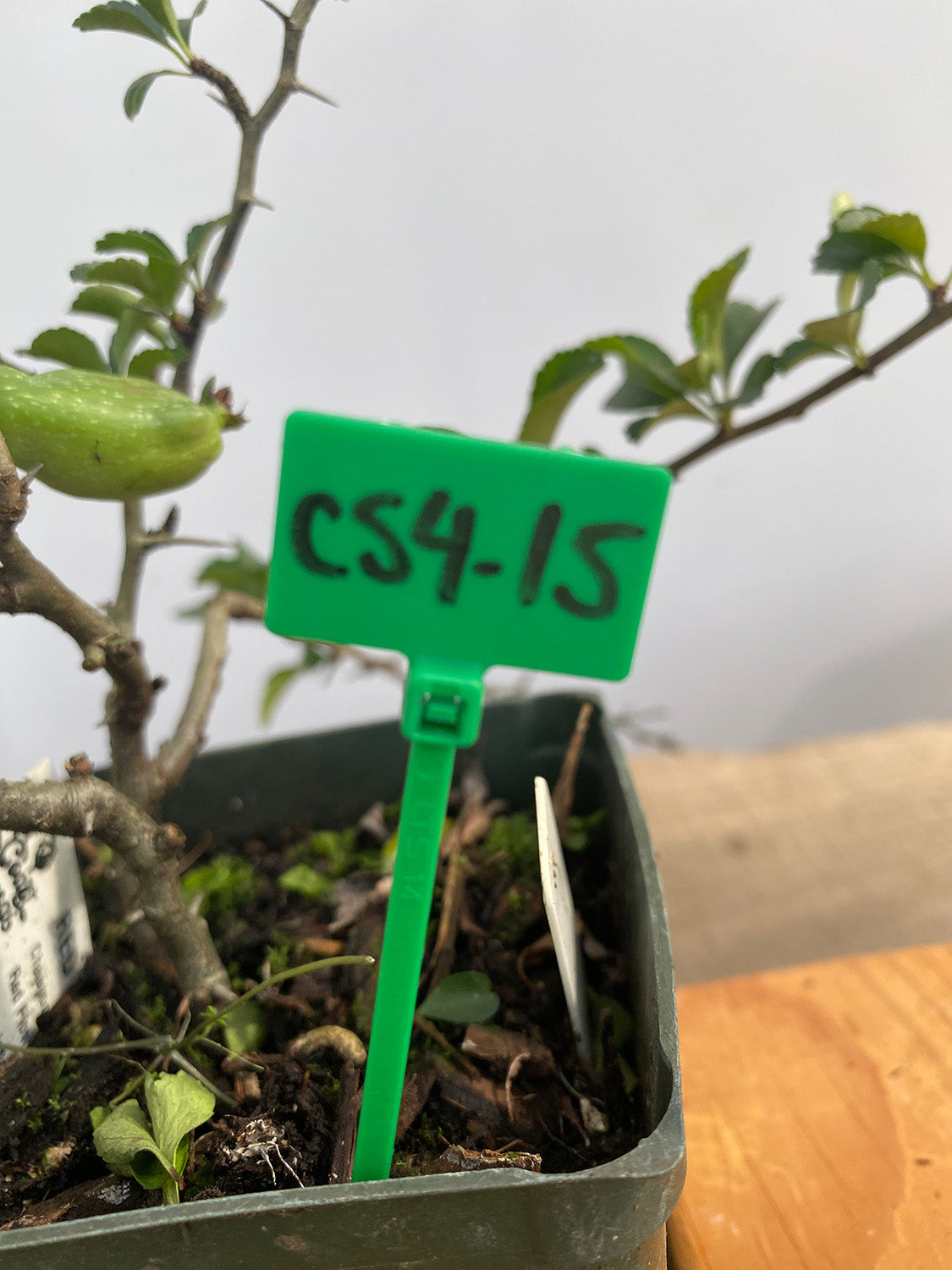 Red Chojubai in a 4" pot (CS4-15)