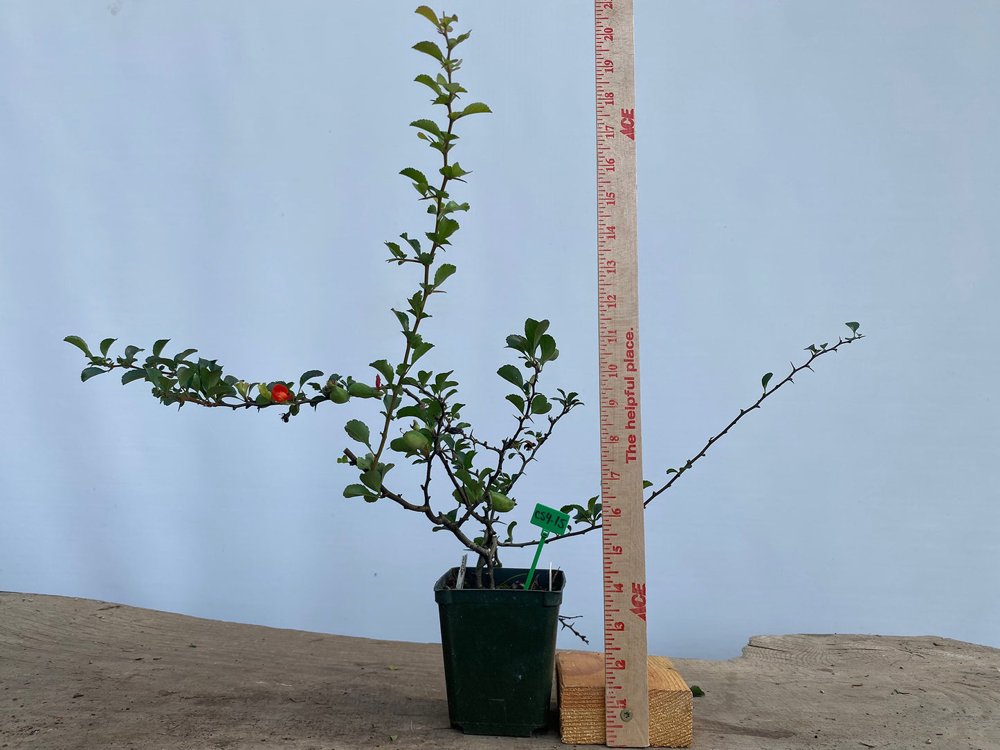 Red Chojubai in a 4" pot (CS4-15)